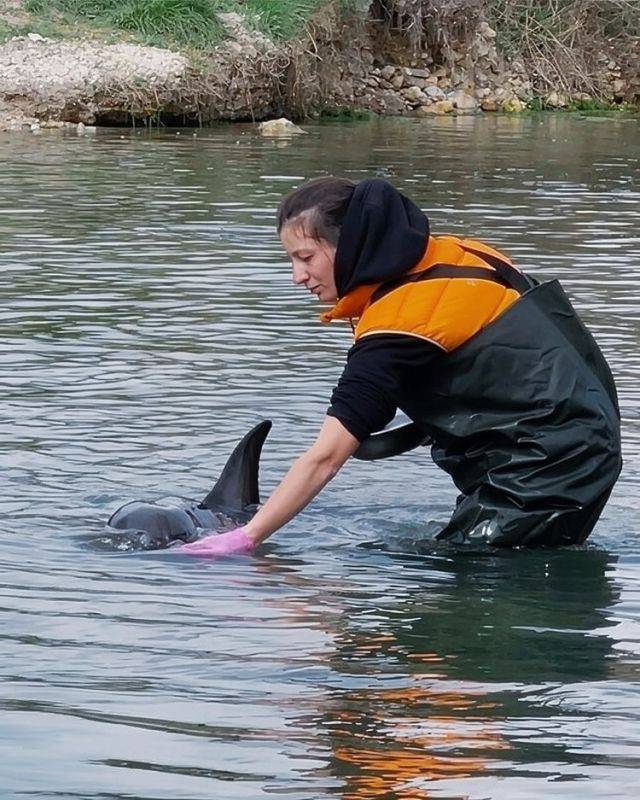 Без круглосуточной няньки дельфин может задохнуться: в Севастополе выхаживают больного Споти