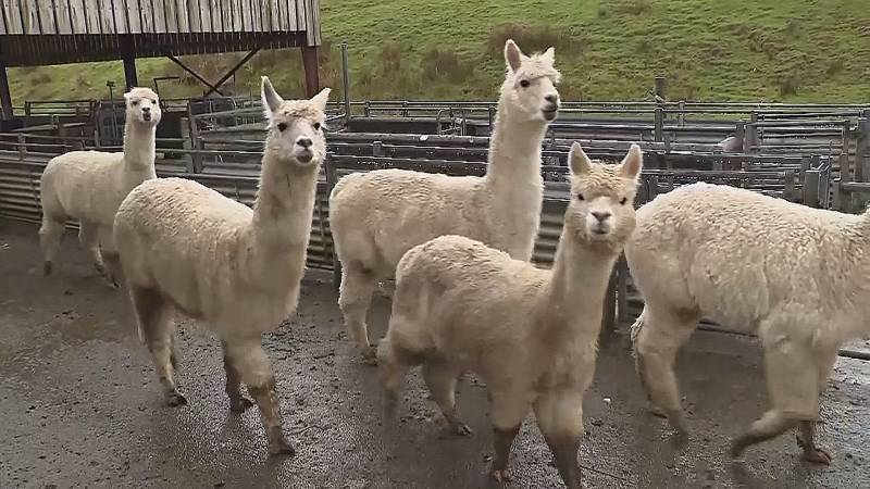Альпаки из Перу помогают учёным в Уэльсе изучать пастбища