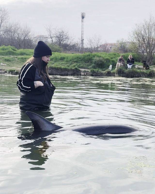 Без круглосуточной няньки дельфин может задохнуться: в Севастополе выхаживают больного Споти