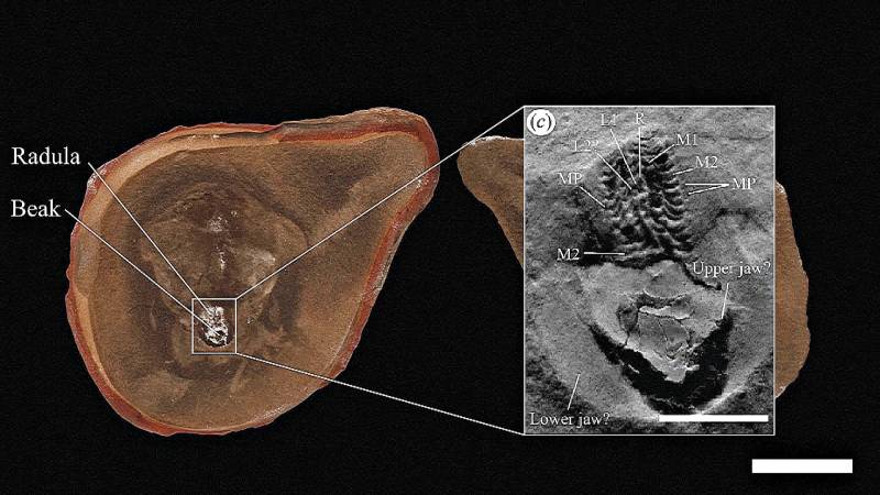 Самый древний осьминог оказался не осьминогом