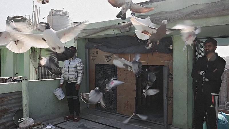 В индийской столице хранят искусство разведения голубей