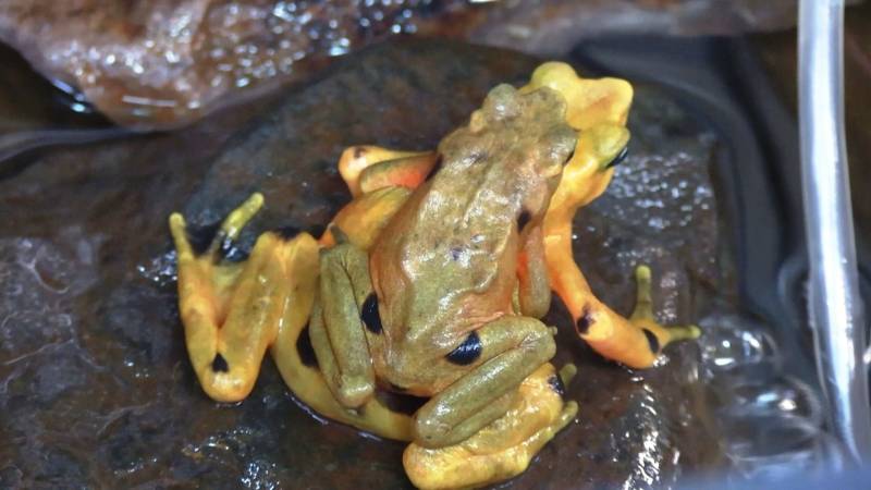 В Панаме спасают эндемичных золотых лягушек от вымирания