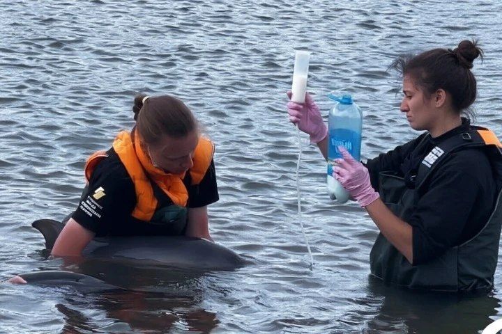 В Севастополе дельфина выкармливают молочной смесью прямо в море