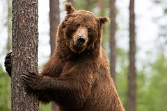 На окраинах российского города стали появляться медведи