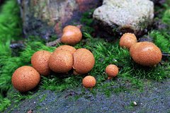 Россиянка неожиданно нашла «волчье молоко» и ужаснулась