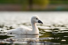 В Калининграде спасли проглотившего грузило с леской лебеденка