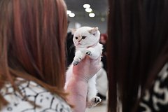 В России прошла масштабная выставка для помощи бездомным животным