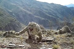 В российском заповеднике засняли свидание краснокнижных животных