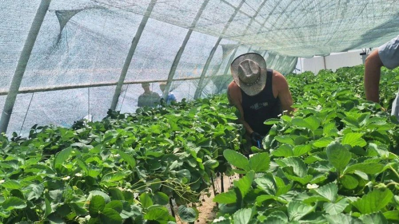 Музыкальная ягода: в Севастополе фермеры необычно подошли к сбору клубники