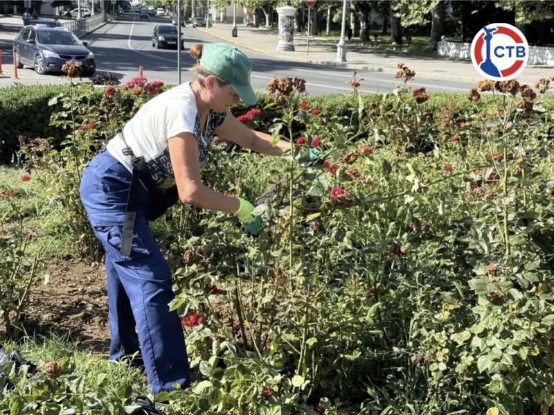 На площади Нахимова начали обрезку роз