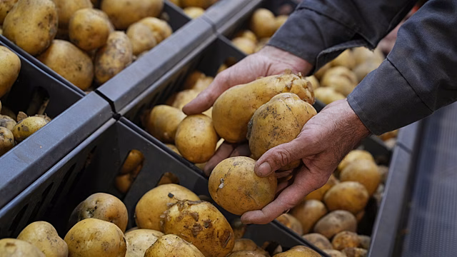 Россия резко увеличила закупки картофеля из Китая