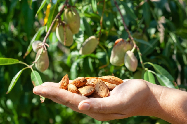 Топ-5 самых ядовитых продуктов — они могут вас убить