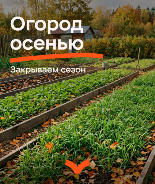 Огород осенью: 5 шагов сейчас, чтобы весной было легко 🔥