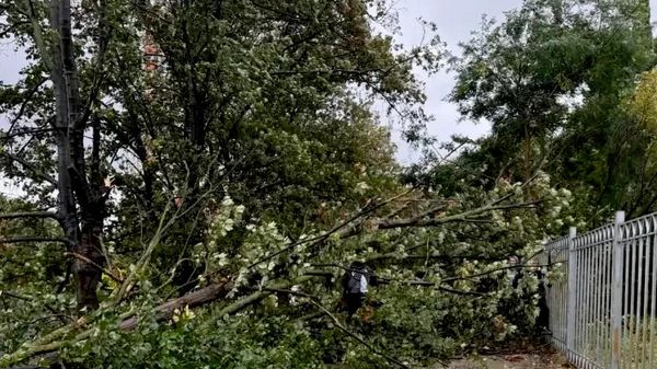 В Севастополе у школы из-за непогоды упало дерево