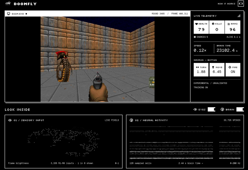 Представлен открытый проект DOOMFLY — симуляция мозга дрозофилы для шутера