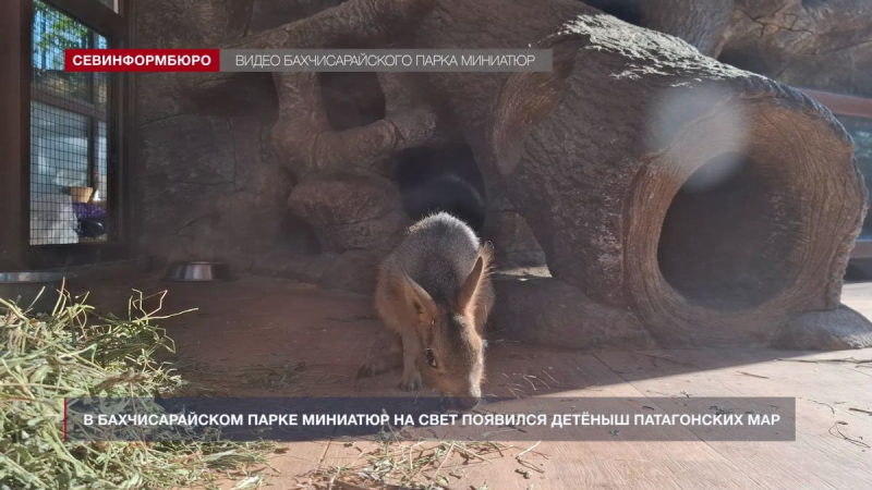 В Бахчисарайском парке миниатюр появился на свет детёныш патагонских мар