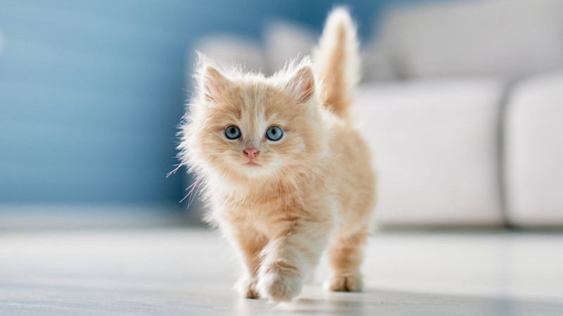 Учёные нашли корреляцию между людским счастьем и любовью к&nbsp;кошкам