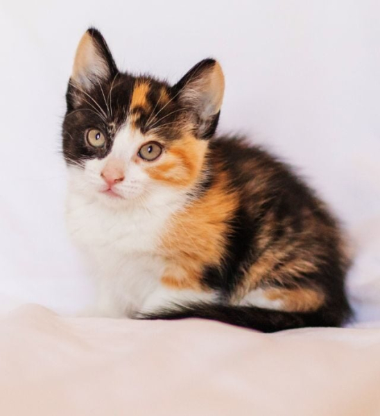 Котёнок окраса калико
