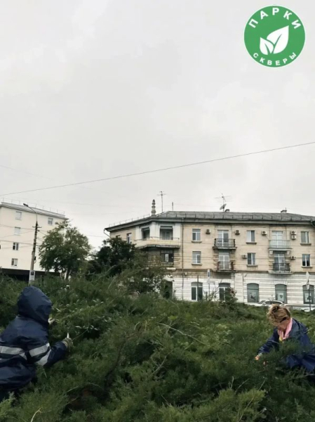 В скверах Севастополя высадили юкку и привели в порядок можжевельник