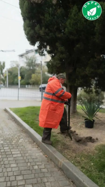В скверах Севастополя высадили юкку и привели в порядок можжевельник