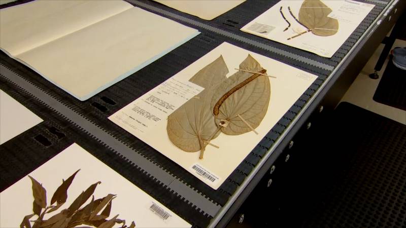 В Австралии хотят оцифровать гербарий с миллионом образцов за 9 месяцев