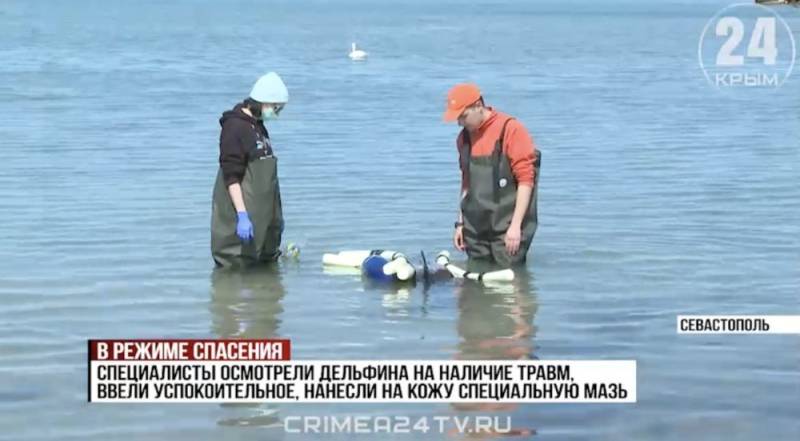 В Севастополе волонтёры спасают выбросившегося на берег дельфина